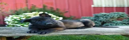 Belgian Malinois dogs for sale: Eva - Ad 3