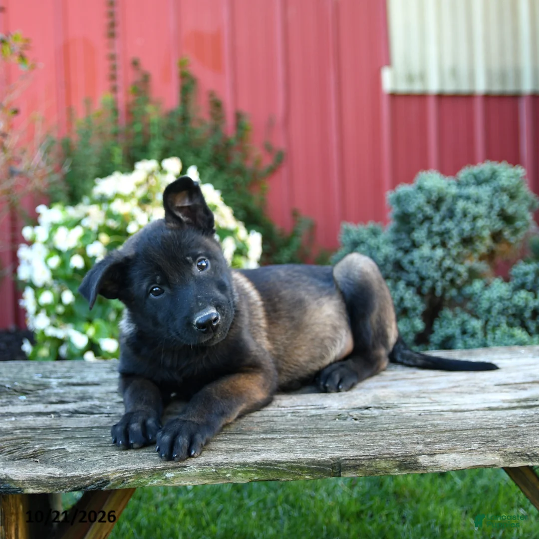 Belgian Malinois dogs for sale: Eva - Ad 3