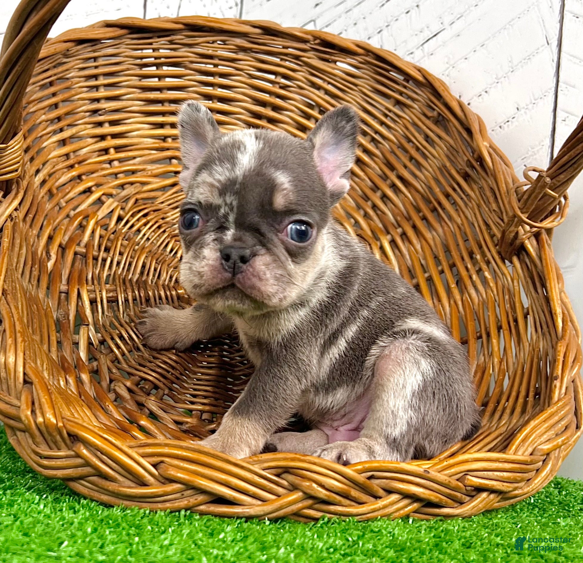 French Bulldog dogs Damon - Ad 42