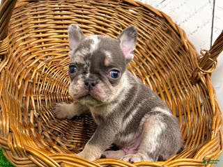 French Bulldog dogs Damon - Ad 19