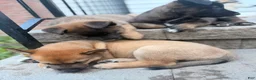 Mixed Breed dogs for sale: Spangle  - Ad 4
