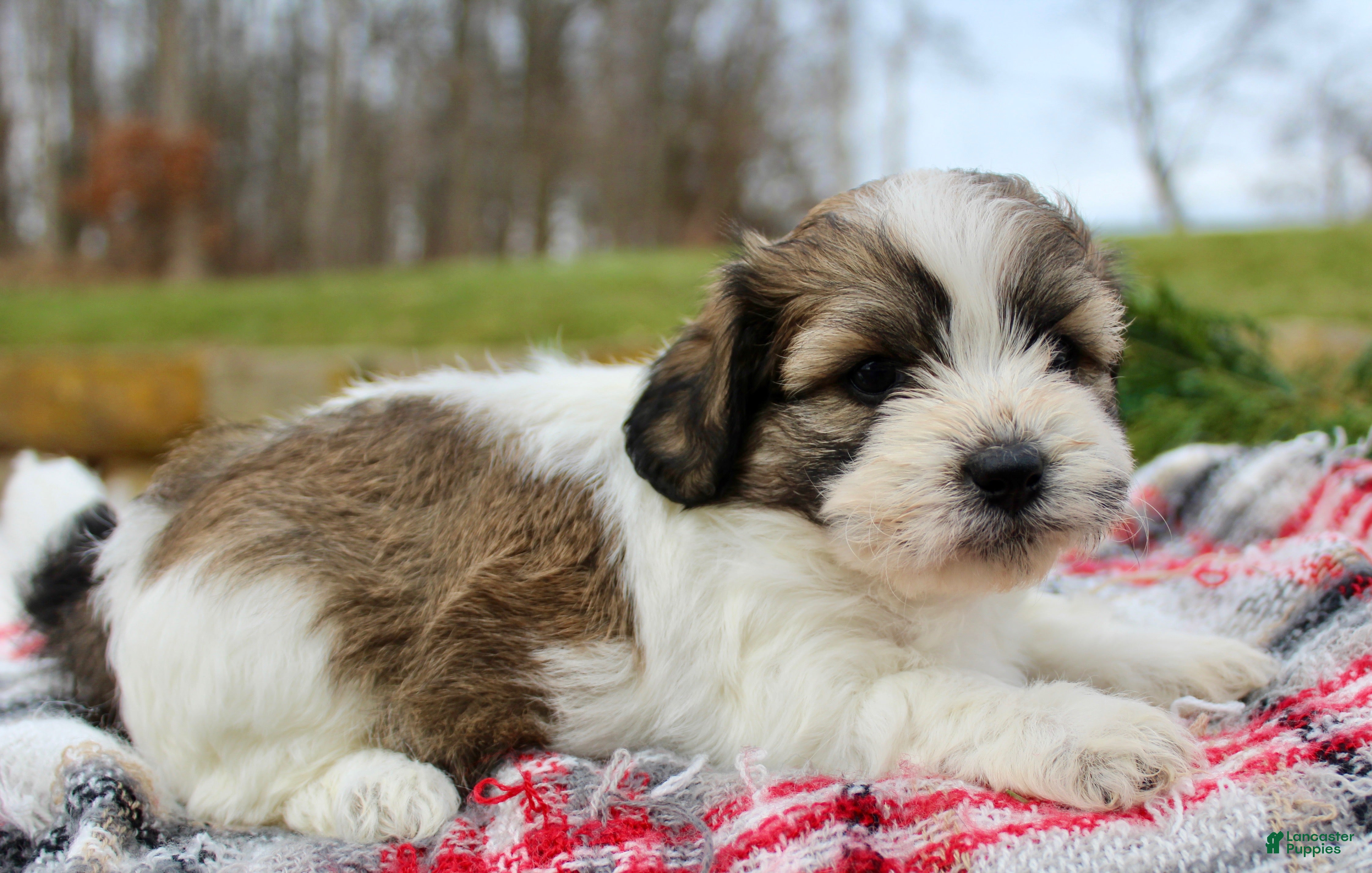 Teddy Bear dogs Teddy Bear Puppy 1 - Ad 34