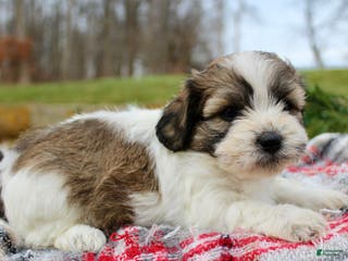 Teddy Bear dogs Teddy Bear Puppy 1 - Ad 34