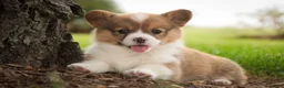 Welsh Corgi Pembroke dogs for sale: Bo Peep - Ad 6