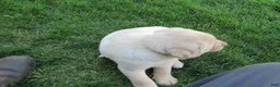 Labrador Retriever dogs for sale: Labrador Retriever Puppy 3 - Ad 14