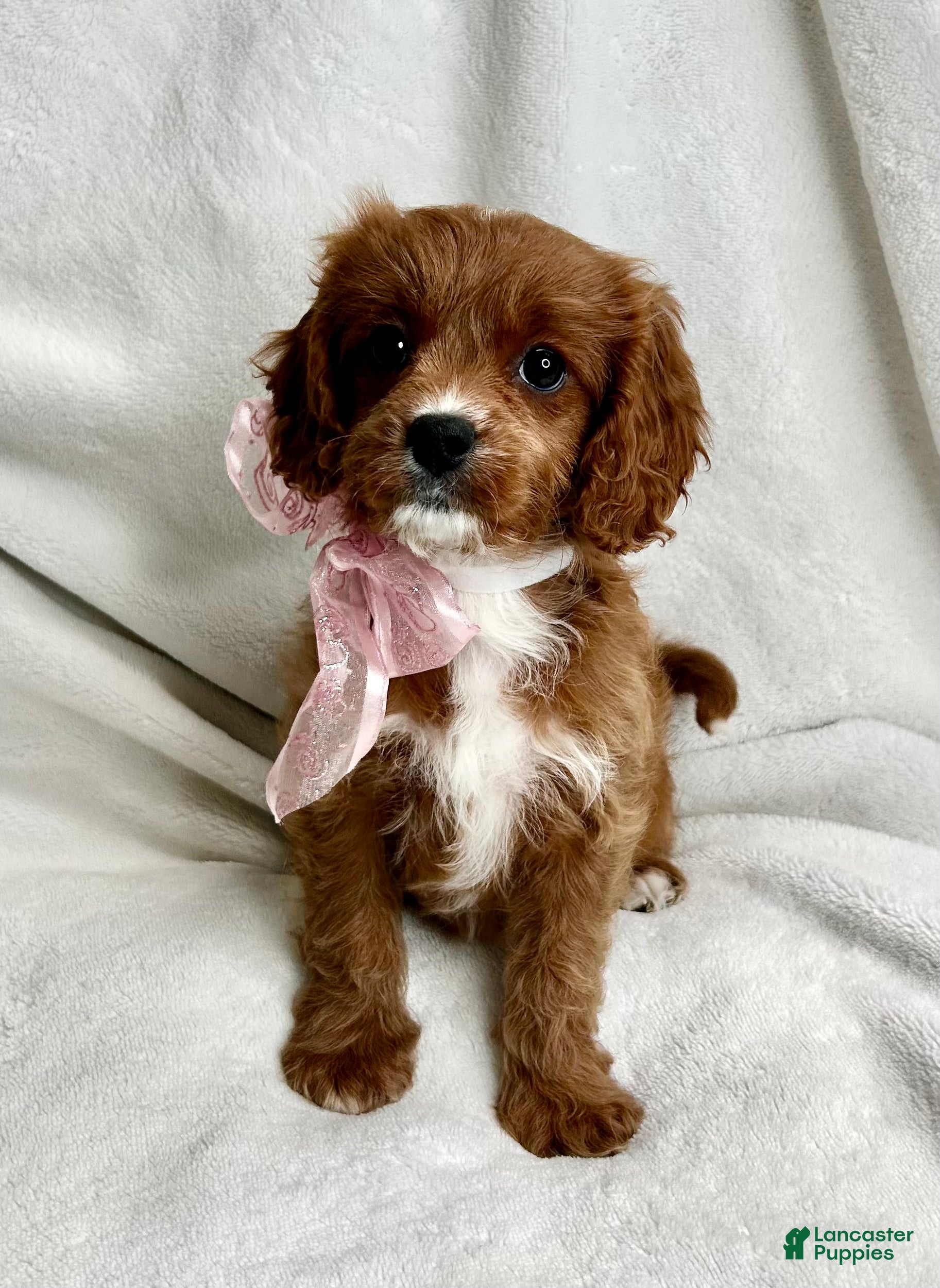 Cavapoo dogs SADIE 💗 - Ad 1