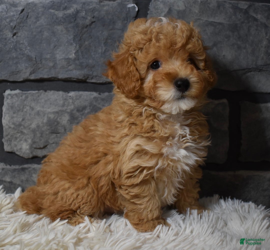 Toy Poodle dogs for sale: Murphy  - Ad 4