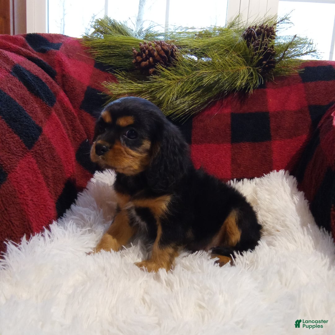 Cavalier King Charles Spaniel dogs for sale: Theo - Ad 6