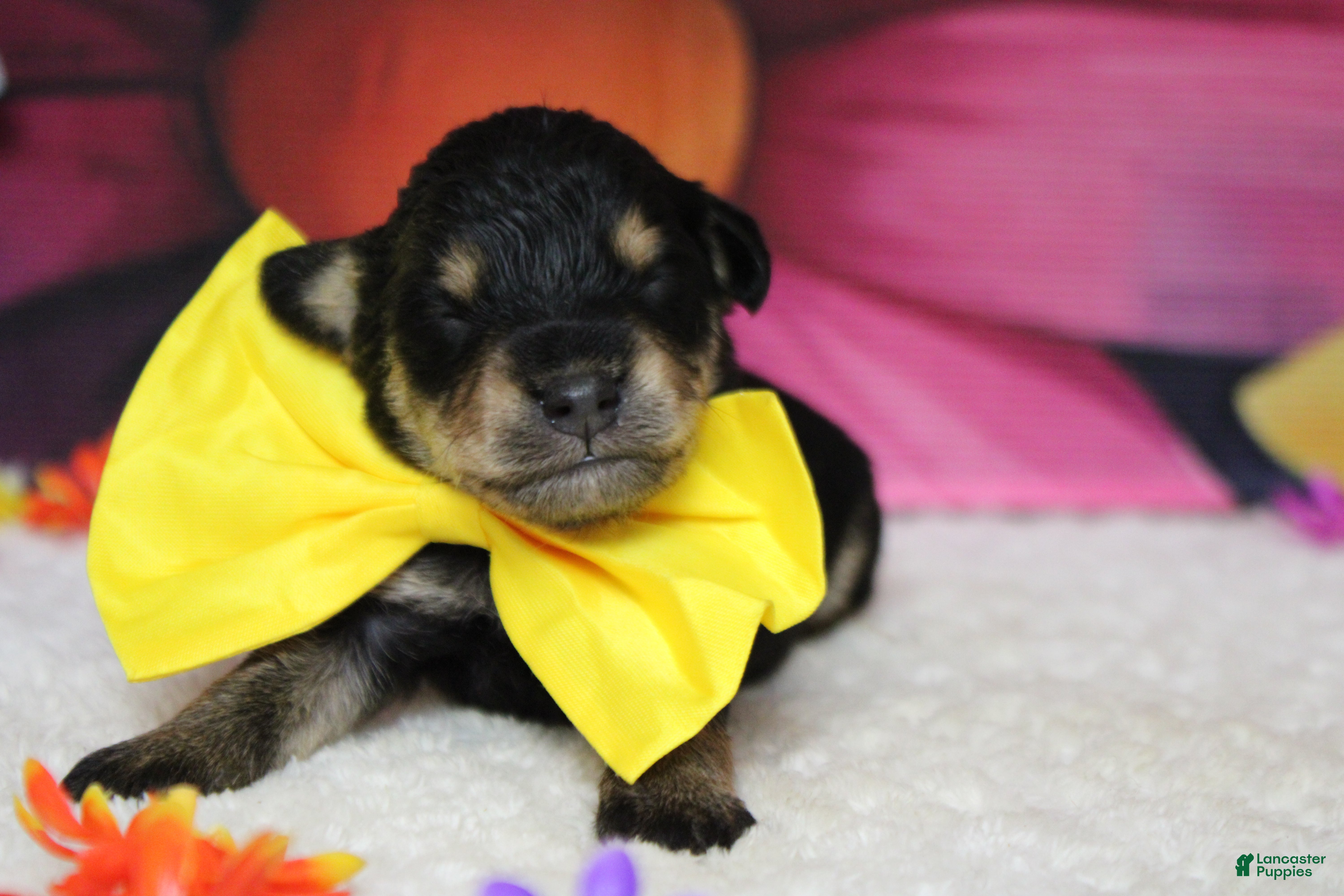 Schnoodle dogs Chardonnay  - Ad 5