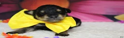 Schnoodle dogs for sale: Chardonnay  - Ad 1