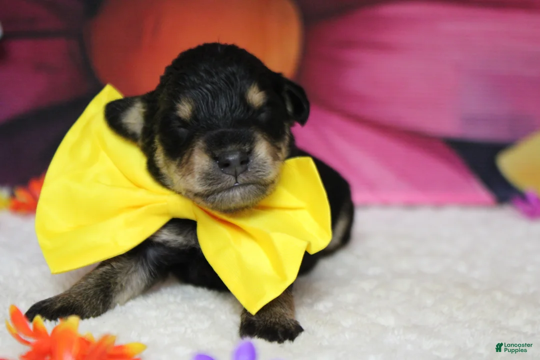Schnoodle dogs for sale: Chardonnay  - Ad 1