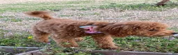 Toy Poodle dogs for sale: Toy Poodle Puppy 1 - Ad 2