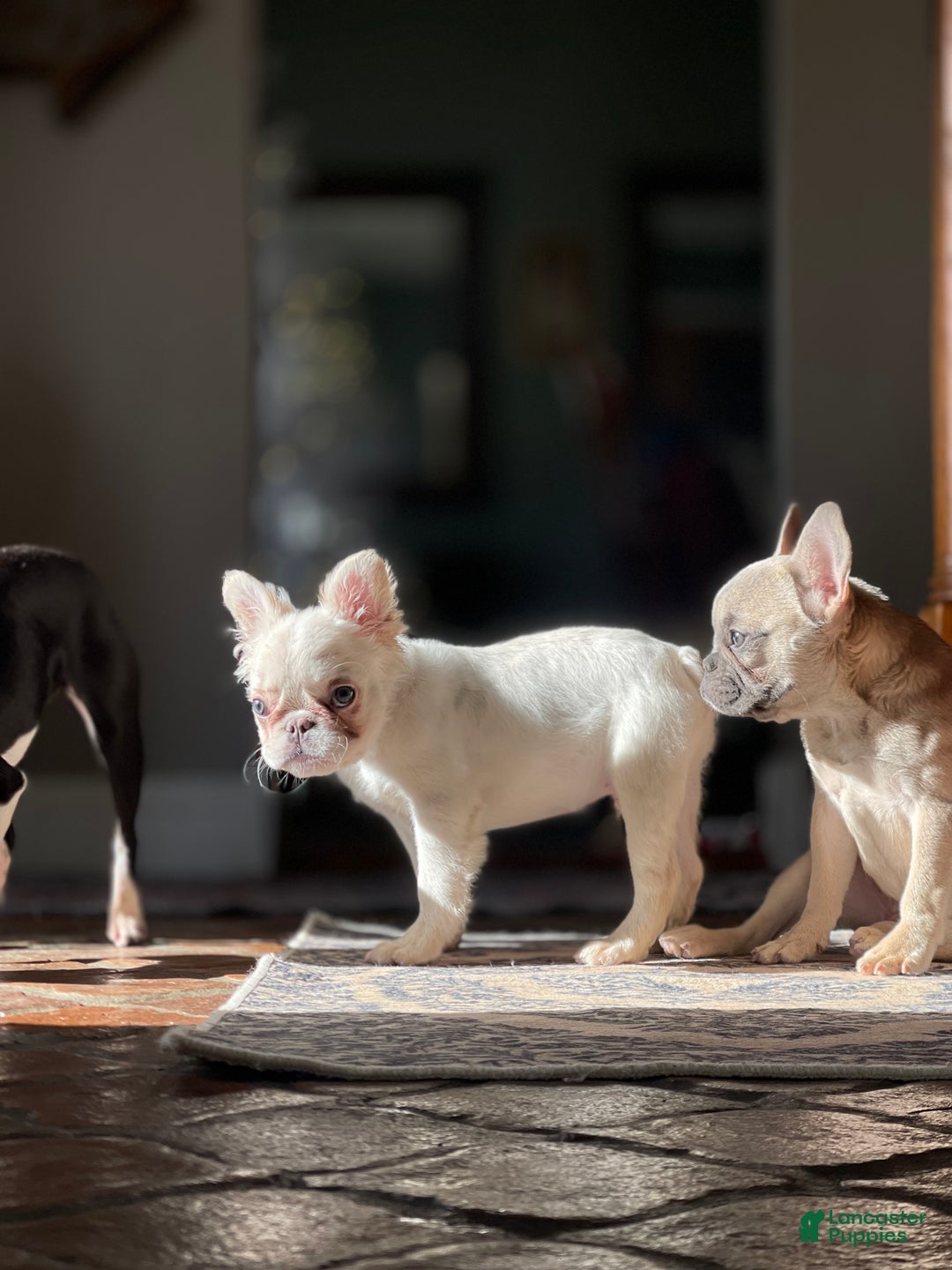 French Bulldog dogs for sale: Snail - Ad 3