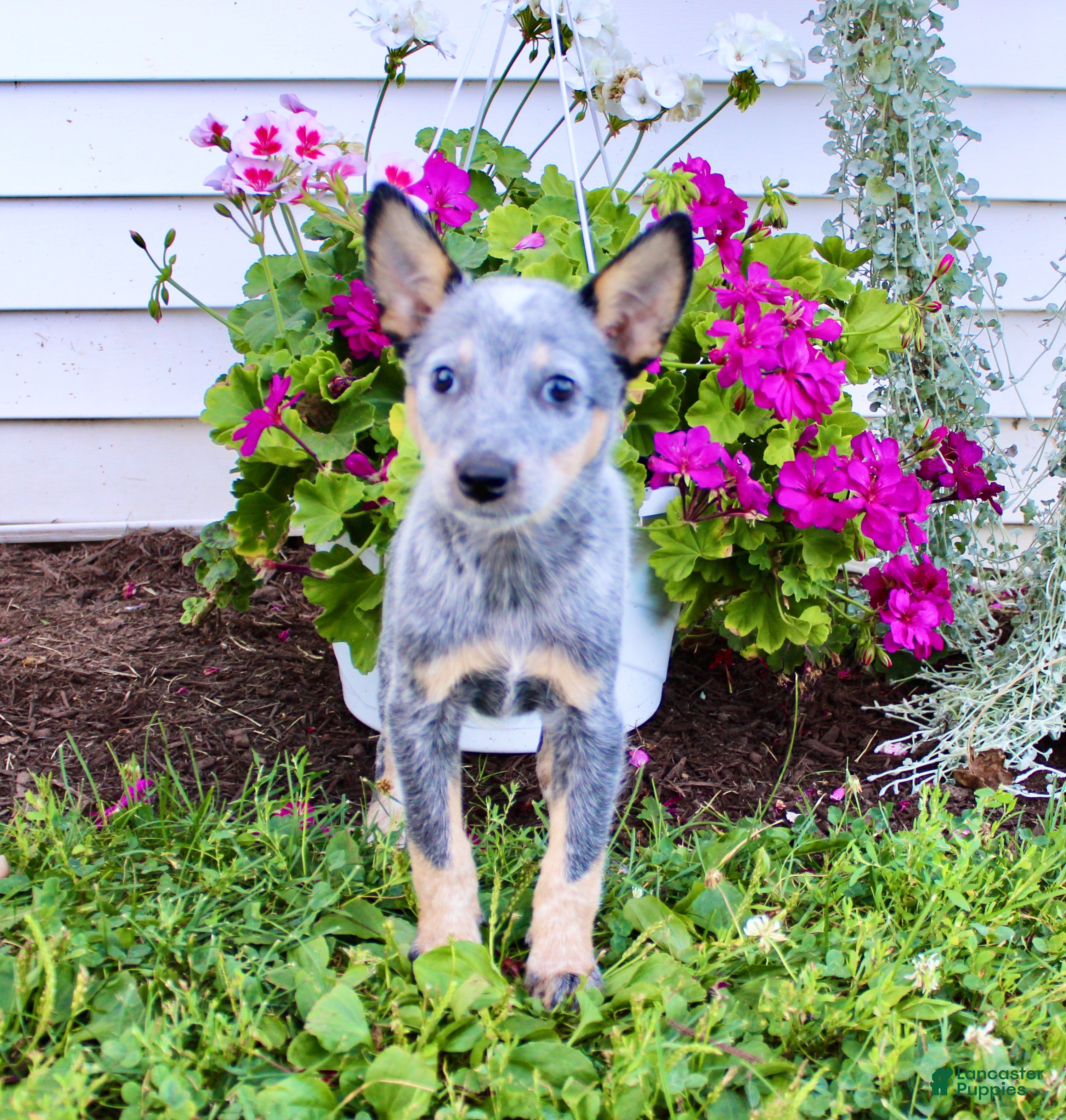 Miniature Little Blue Heeler Miniature Blue Heelers Miniature