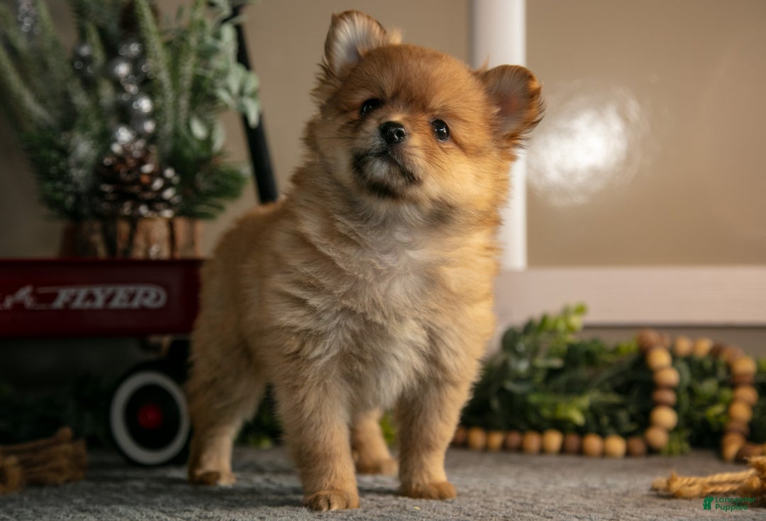 Pomeranian dogs for sale: Stephanie - Ad 2