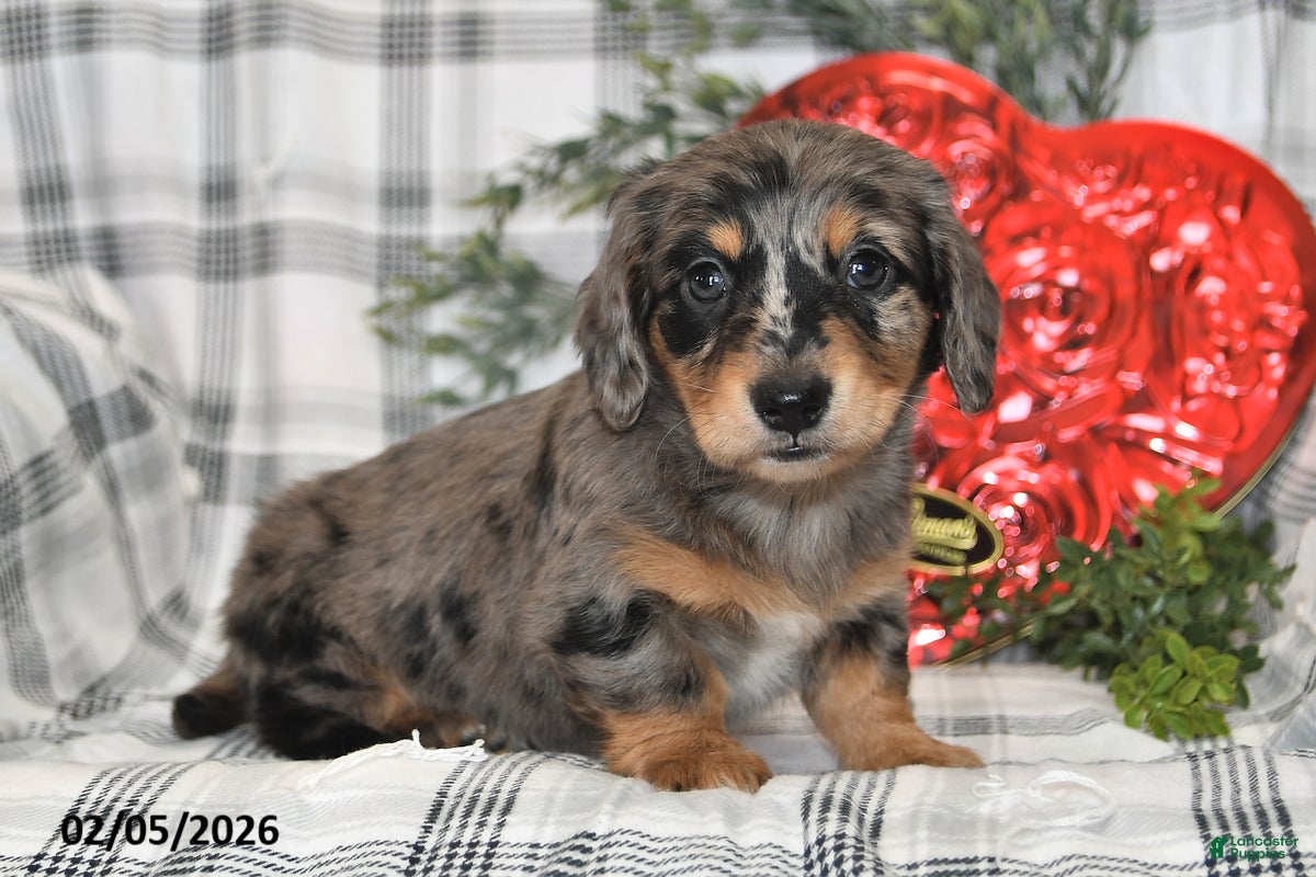 Miniature Dachshund dogs for sale: Cookie - Ad 3
