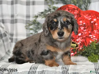 Miniature Dachshund dogs for sale: Cookie - Ad 3