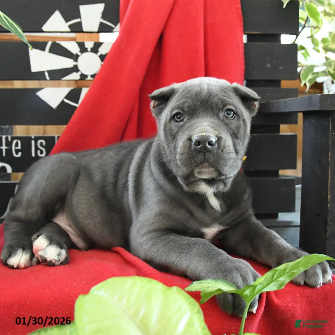 Cane Corso dogs for sale: Bruno - Ad 2