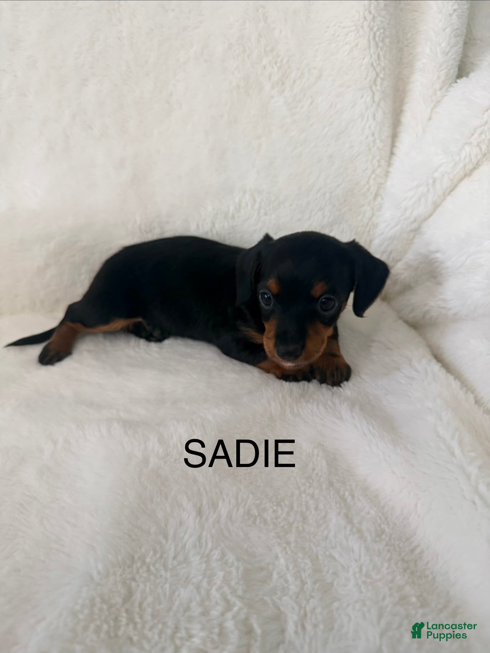 Dorkie dogs Sadie - Ad 1