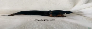 Sadie