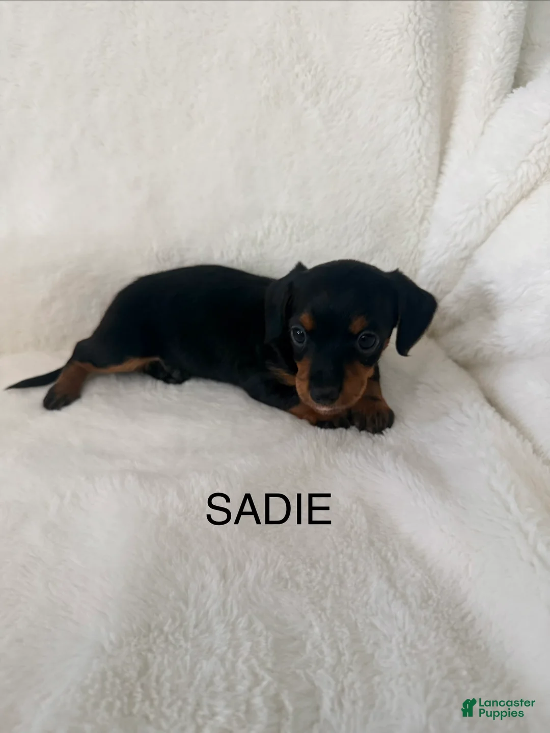 Dorkie dogs for sale: Sadie - Ad 1