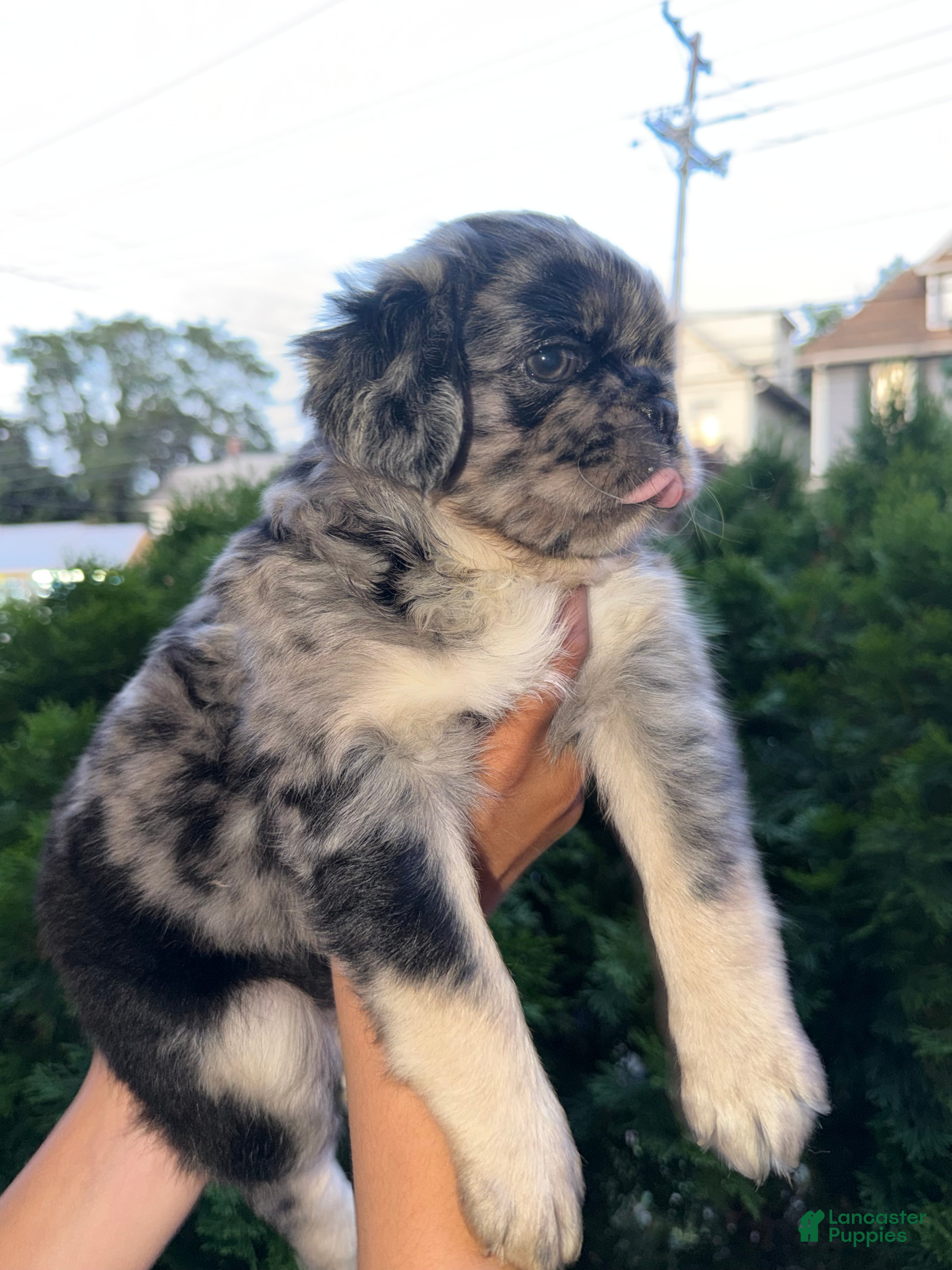 Pug dogs Pug Puppy 2 Roy - Ad 1