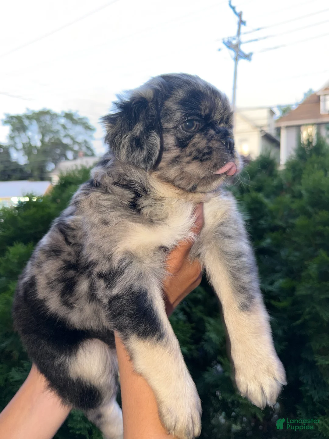 Pug dogs for sale: Pug Puppy 2 Roy - Ad 1