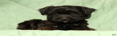Ronnie
