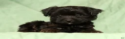 Yorkiepoo dogs for sale: Ronnie - Ad 1