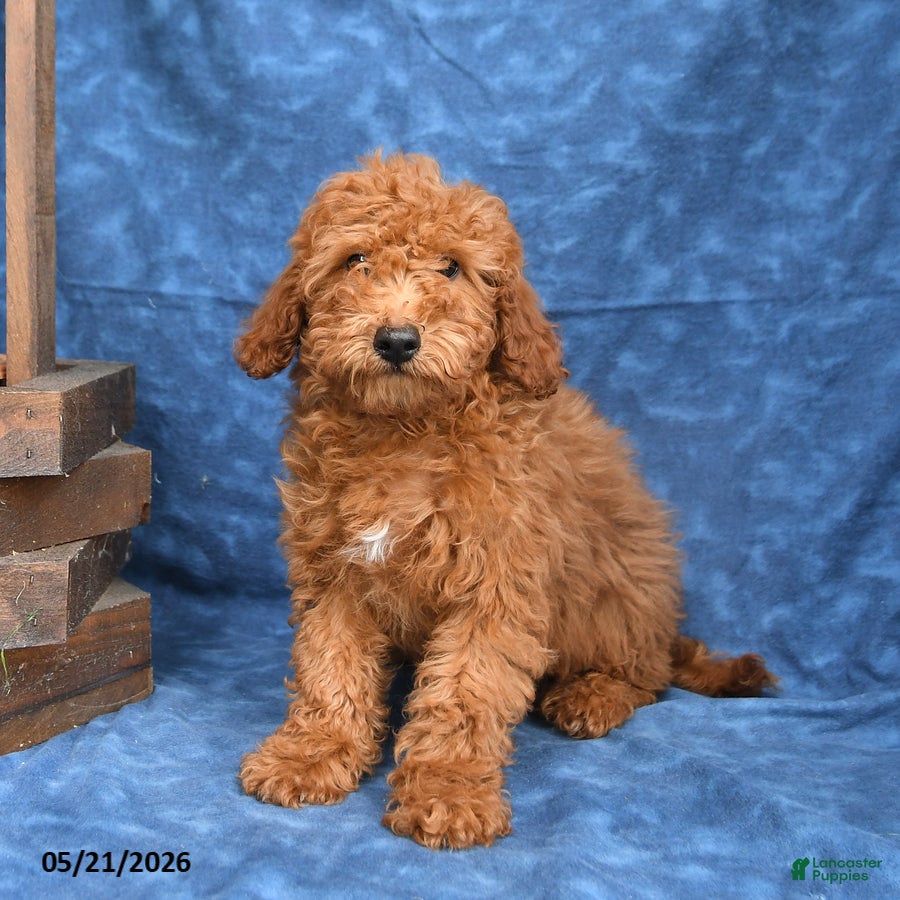 Mini Goldendoodle dogs for sale: Bowser - Ad 5