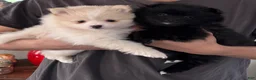 Pomeranian dogs for sale: Bear - Ad 2