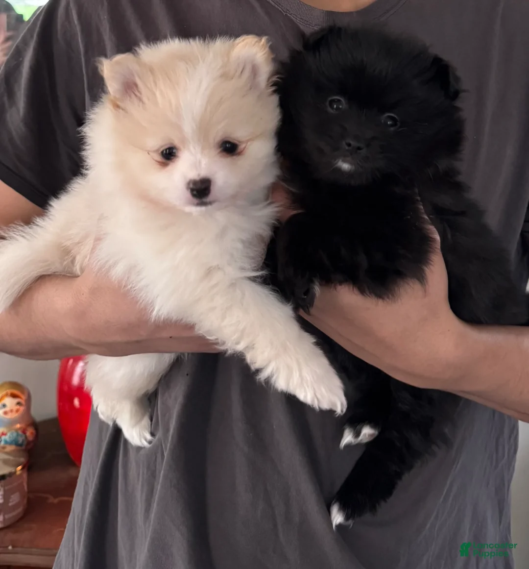 Pomeranian dogs for sale: Bear - Ad 2