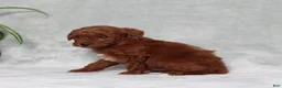 Miniature Poodle dogs for sale: Zassy - Ad 4