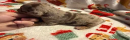 Olde English Bulldogge dogs for sale: Tri Chocolate Merle  - Ad 3