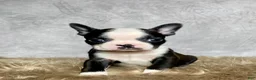 Boston Terrier dogs for sale: Charlie  - Ad 4