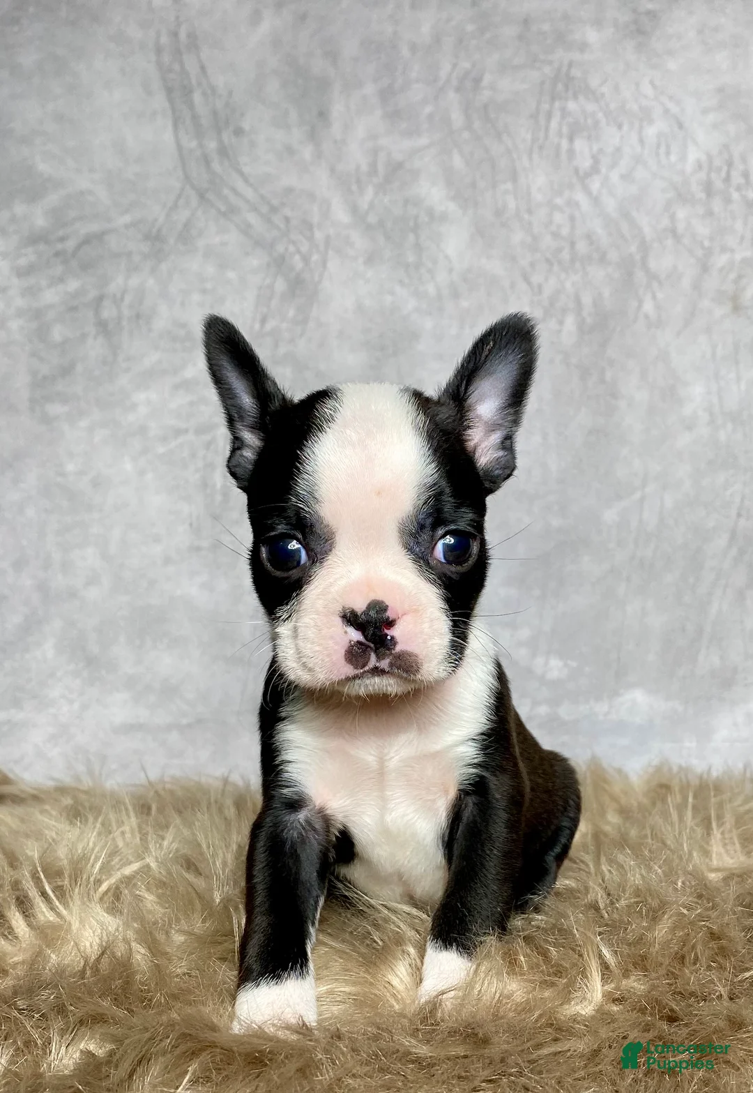 Boston Terrier dogs for sale: Charlie  - Ad 4
