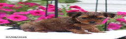 Shorkie dogs for sale: Muffin - Ad 3