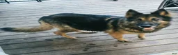 German Shepherd dogs for sale: German Shepherd 3 green 💚  - Ad 3