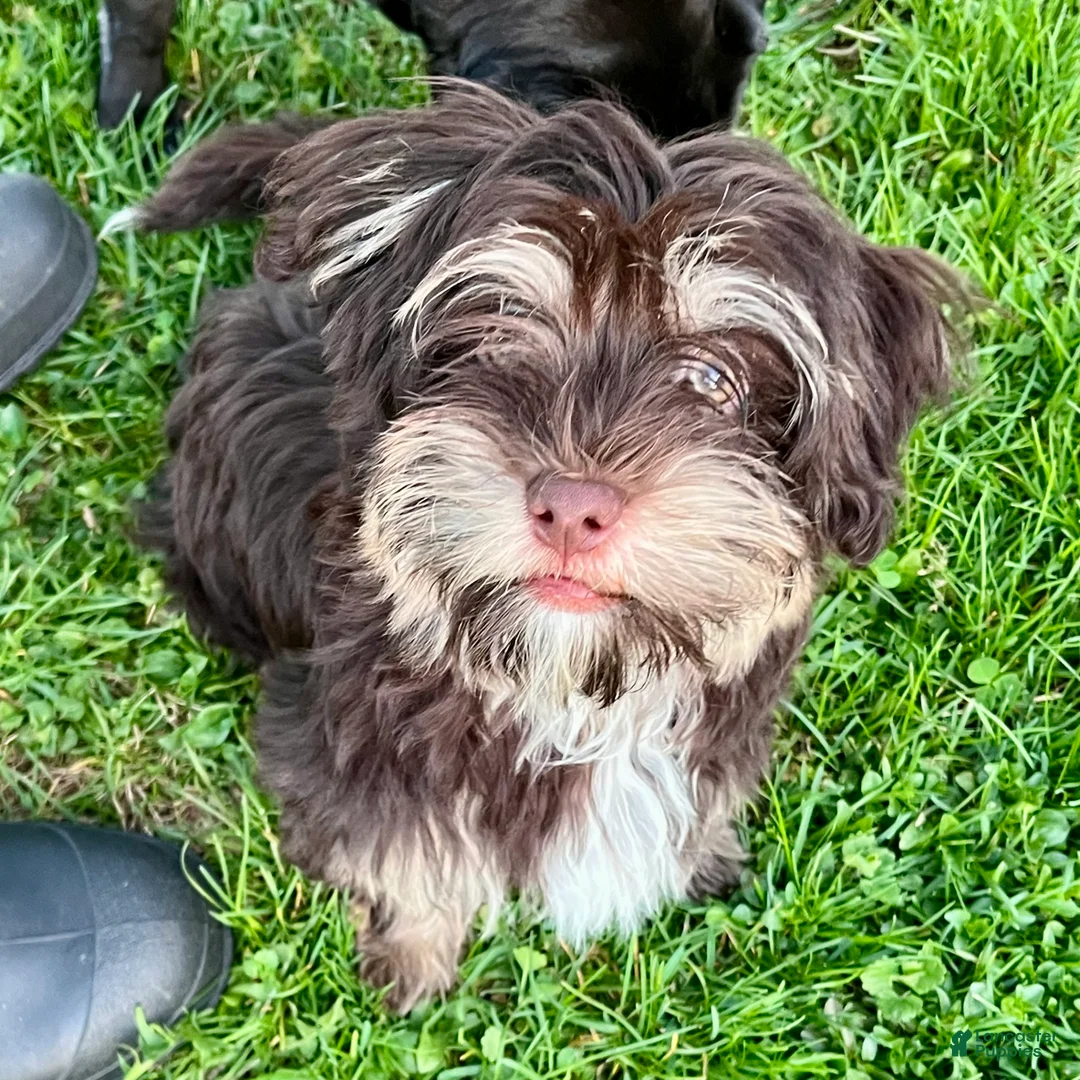 Havanese dogs for sale: Dash - Ad 2