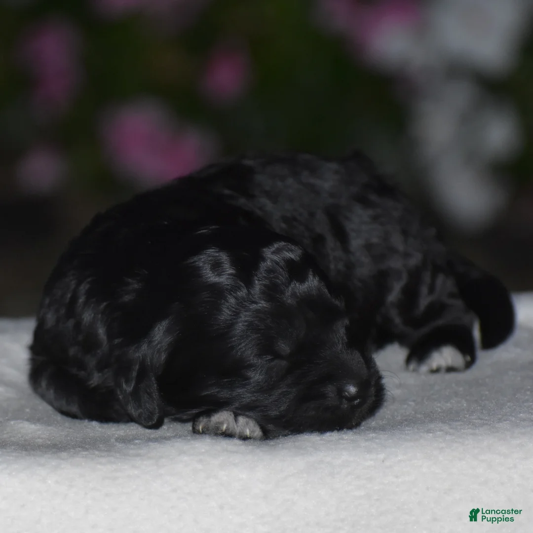 Mini Goldendoodle dogs for sale: Hyacinth - Ad 1