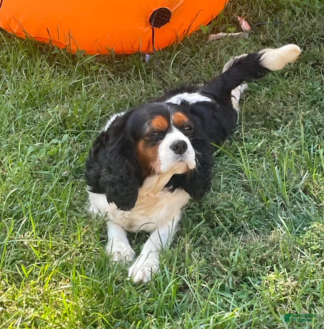 Cavapoo dogs for sale: Lucy - Ad 6