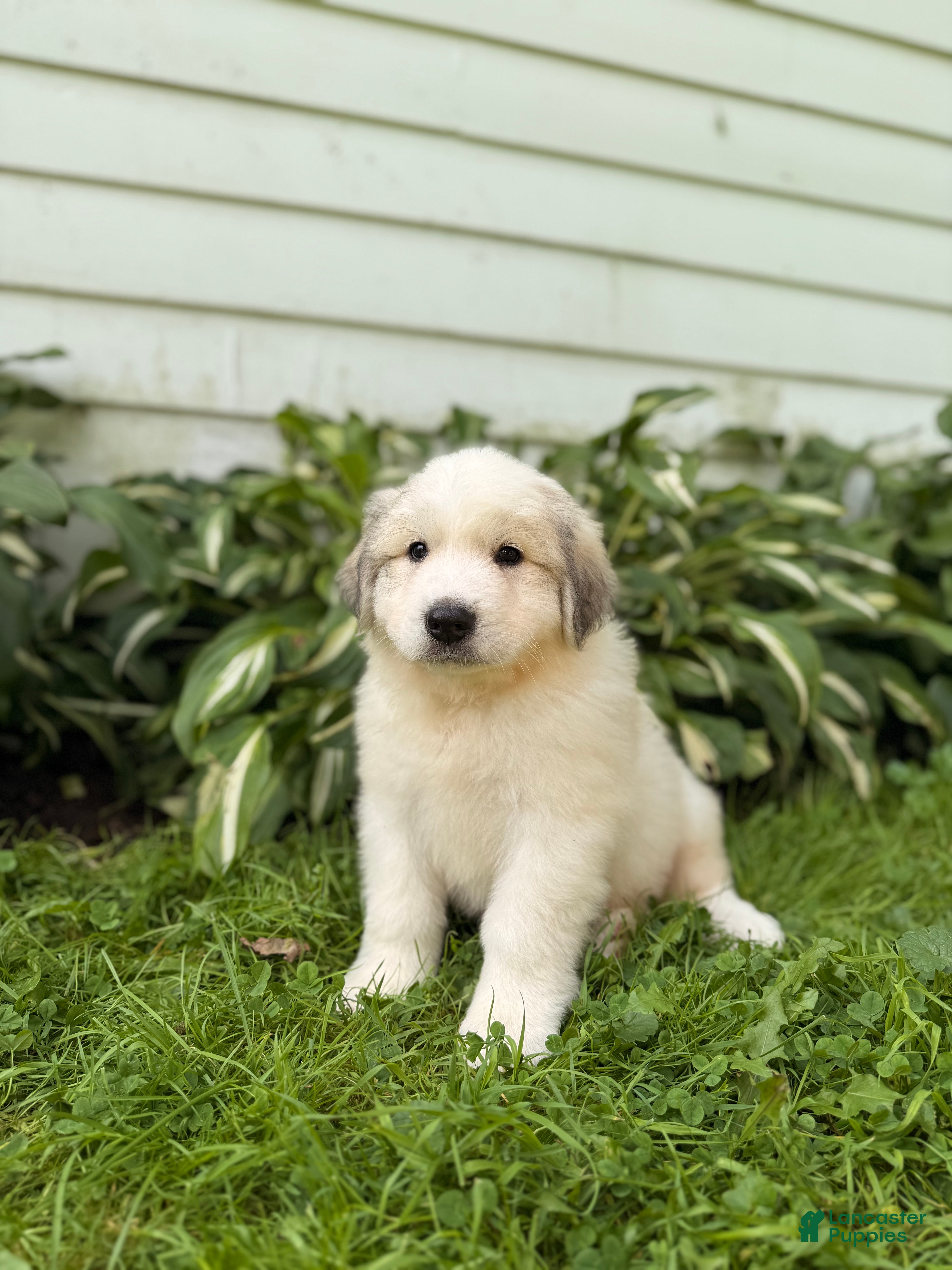 Great Pyrenees dogs Nicky - Ad 2