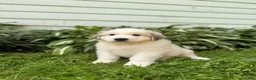 Great Pyrenees dogs for sale: Nicky - Ad 11