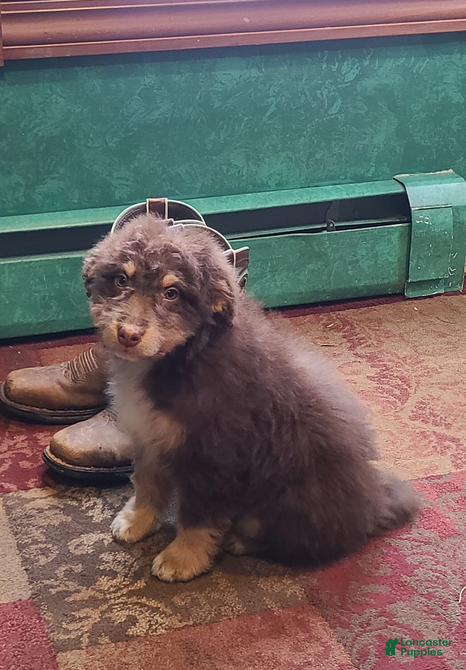 Aussiedoodle dogs Aussiedoodle Puppy 1 - Ad 27