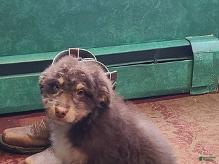 Aussiedoodle dogs Aussiedoodle Puppy 1 - Ad 27