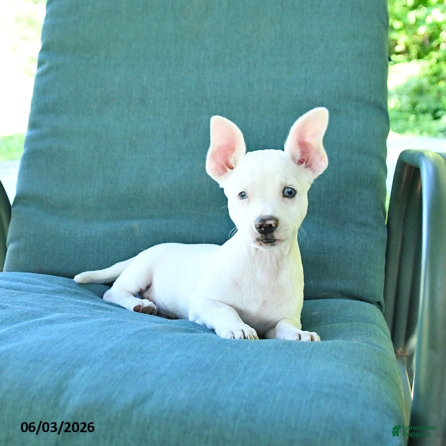 Chihuahua dogs Ronald - Ad 2
