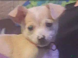 Chihuahua dogs Chihuahua Puppy 2 - Ad 38