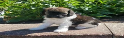 Miniature Poodle dogs for sale: Rocko  - Ad 1