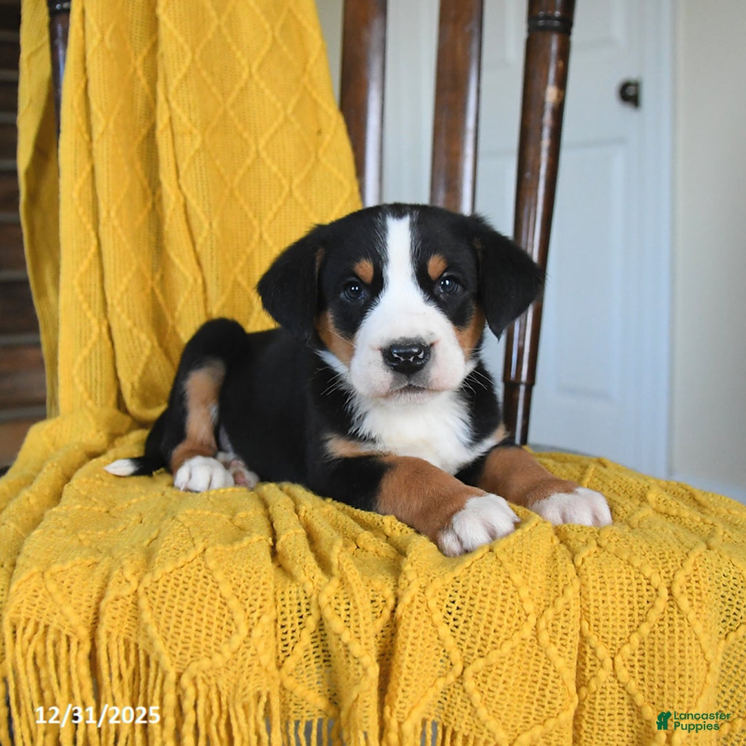 Greater Swiss Mountain Dog dogs for sale: Vinnie - Ad 3