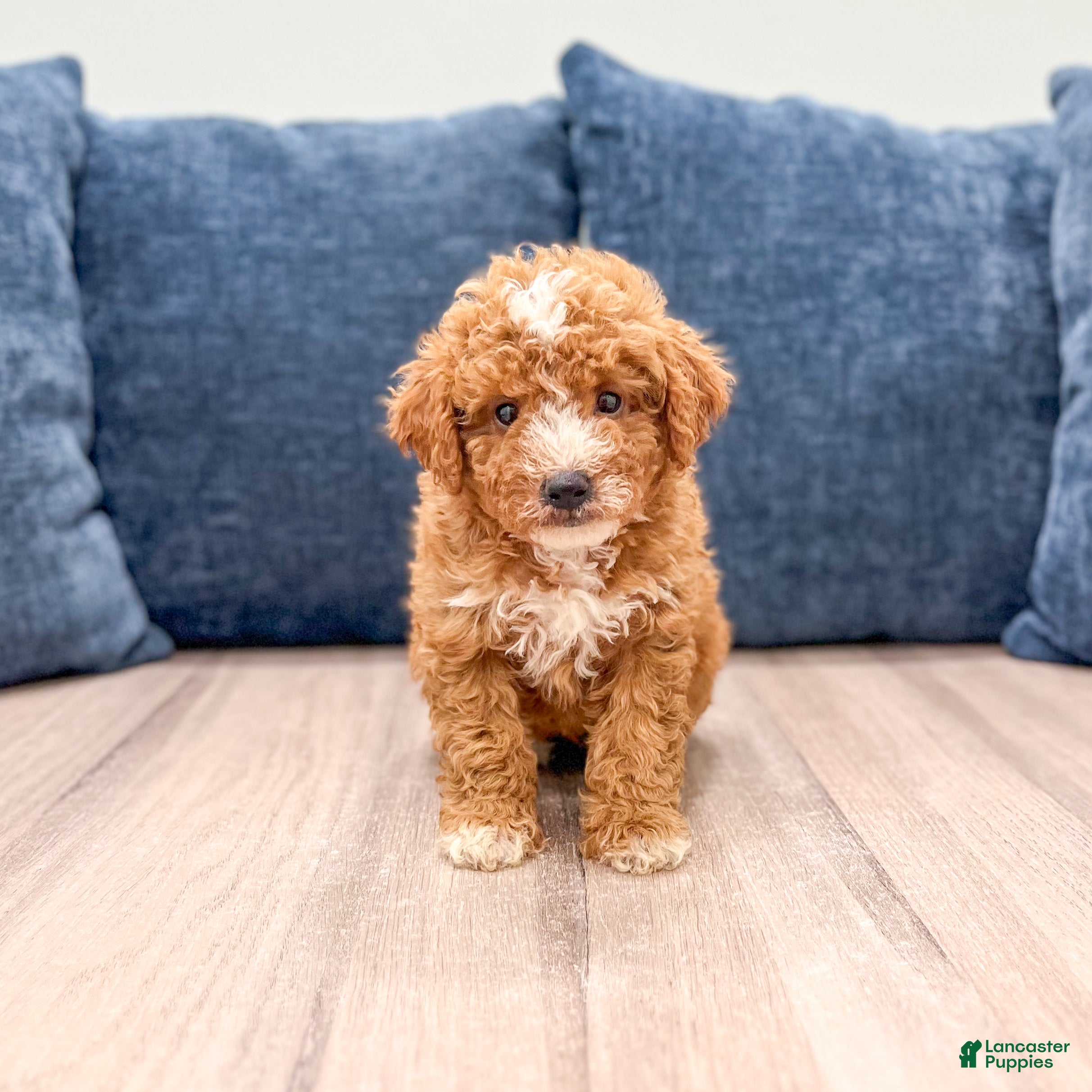 Mini Goldendoodle dogs Myla - Ad 1